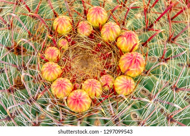 Barrel cactus with yellow and pink buds arranged in a circular fashion.
El Paso, Texas
30 July 2006