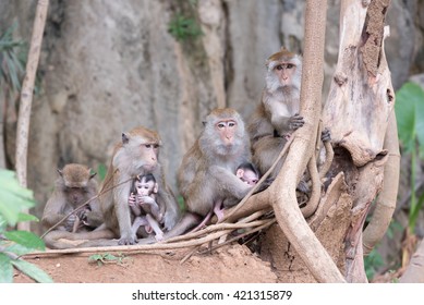 Barrel Of Mother Monkeys With Babies