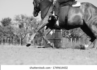 Barrel Racing Horse In Action, Western Rodeo Lifestyle Practice In Grayscale.