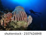 barrel sponge and diver in sipadan Island, Malaysia