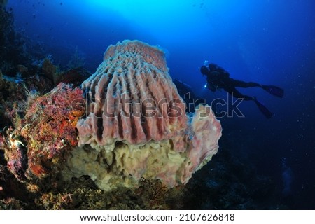 barrel sponge and diver in sipadan Island, Malaysia