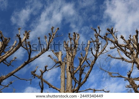 Barren bush branches growing towards the bright blue sky.