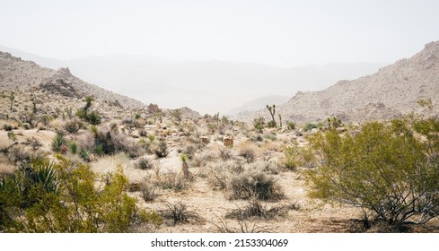 The barren desert at Joshua Tree National Park. Scrubs, brush, cacti and boulders spot the sand, and craggy mountains rise in the backgrounds.