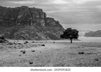 A barren desert landscape with a lone tree in the middle. The sky is cloudy and the sun is not visible - Powered by Shutterstock