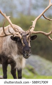 Barren Ground Caribou Bull