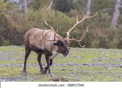 267 Barren ground caribou Images, Stock Photos & Vectors | Shutterstock