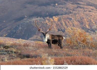 Barren Ground Caribou Bull in Autumn in Alaska