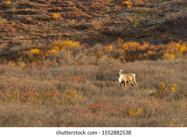 267 Barren ground caribou Images, Stock Photos & Vectors | Shutterstock