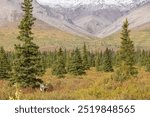 Barren Ground Caribou Bull in Denali National Park Alaska in Autumn