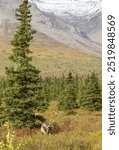 Barren Ground Caribou Bull in Denali National Park Alaska in Autumn