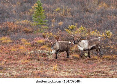 267 Barren ground caribou Images, Stock Photos & Vectors | Shutterstock