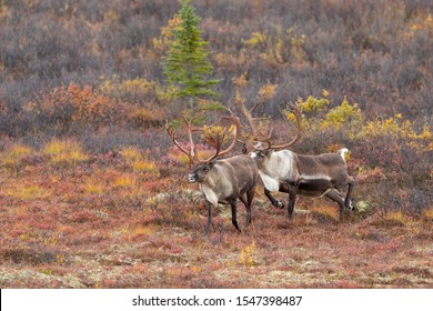 267 Barren ground caribou Images, Stock Photos & Vectors | Shutterstock