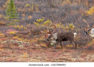 267 Barren ground caribou Images, Stock Photos & Vectors | Shutterstock