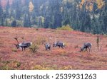 Barren Ground Caribou Bulls in Denali National Park Alaska in Autumn