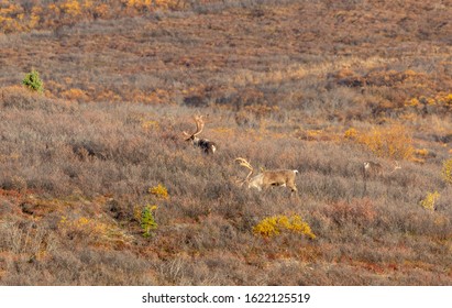 267 Barren ground caribou Images, Stock Photos & Vectors | Shutterstock