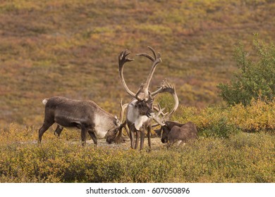 267 Barren ground caribou Images, Stock Photos & Vectors | Shutterstock