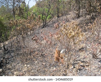 Barren Land Without Trees Extreme Dry Stock Photo 1434685019 | Shutterstock