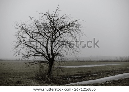 A barren, leafless tree stands alone in the grassy plains covered in fog