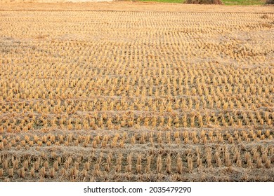 Barren Rice Field Of Icheon