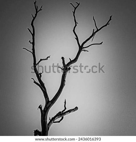 Barren and stark against the sky, a lone dry tree stands in desolation. Its twisted branches reach out like skeletal fingers, evoking a sense of solitude and resilience. Symbolizing the passage of 