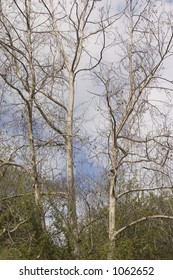 Barren Tree