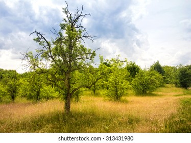 barren tree