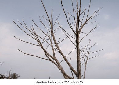 A Barren Tree Against a Cloudy Sky - Powered by Shutterstock