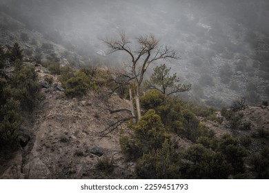 Barren tree among bushes on side of mountain with fog in rural New Mexico