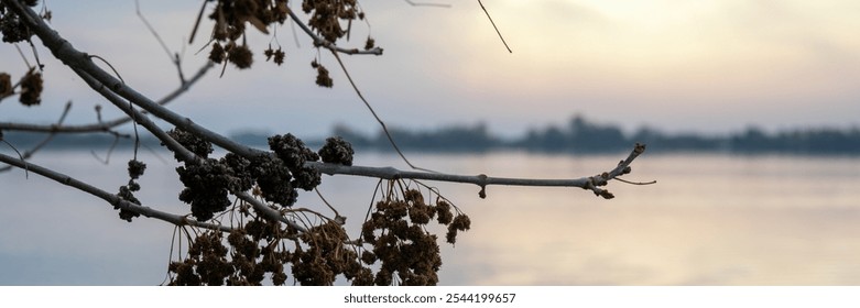 A barren tree branch silhouetted against a tranquil winter lake at sunset, symbolizing solitude and seasonal change - Powered by Shutterstock