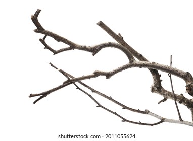 595 Barren Tree Limbs Images, Stock Photos & Vectors 