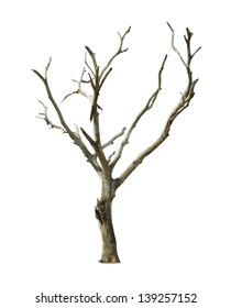 Barren tree on isolated background.