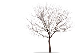A Barren Tree On A White Background
