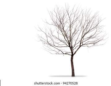 a barren tree on a white background