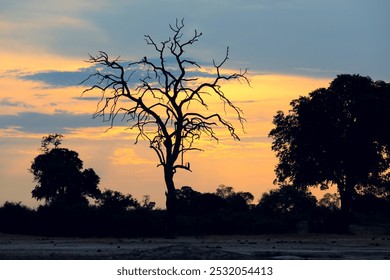 Barren tree silhouettes against a vibrant sunset at Hwange National Park in Zimbabwe, capturing the essence of nature's beauty - Powered by Shutterstock