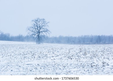 Barren Tree Standing Alone in a Snow Covered Field During a Snow Storm.