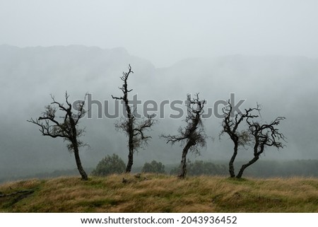 Barren trees in eerie misty day in Queenstown, New Zealand