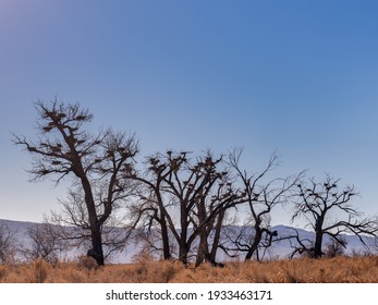 Barren Trees With Many Bird Nests In A Rural Landscape In Northern Nevada Desert During Winter.	