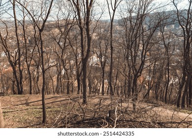 Barren trees stand tall on a hillside as sunlight shines softly on a picturesque town below, showcasing a patchwork of colorful rooftops and winding paths - Powered by Shutterstock