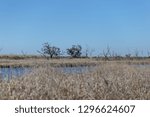 Barren trees surrounded by tall grass deep in bayou country with clear blue sky