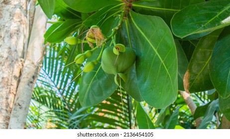 925 Fish poison tree Images, Stock Photos & Vectors | Shutterstock