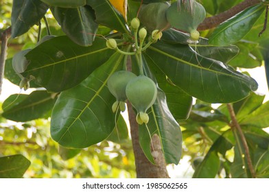 毒草名 の画像 写真素材 ベクター画像 Shutterstock