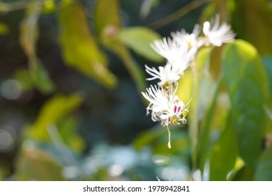 Barringtonia Racemosa, Yakooroo Also Known As China Pine, Powder Puff Tree, Hijalna