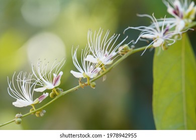 Barringtonia Racemosa, Yakooroo Also Known As China Pine, Powder Puff Tree, Hijalna