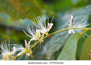 Barringtonia Racemosa, Yakooroo Also Known As China Pine, Powder Puff Tree, Hijalna