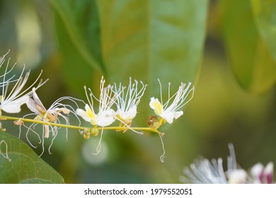 Barringtonia Racemosa, Yakooroo Also Known As China Pine, Powder Puff Tree, Hijalna