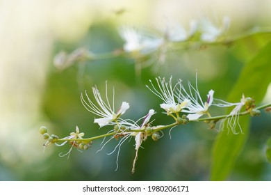 Barringtonia Racemosa, Yakooroo Also Known As China Pine, Powder Puff Tree, Hijalna