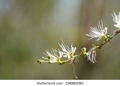 Barringtonia Racemosa, Yakooroo Also Known As China Pine, Powder Puff Tree, Hijalna