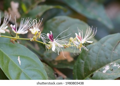 Barringtonia Racemosa, Yakooroo Also Known As China Pine, Powder Puff Tree, Hijalna