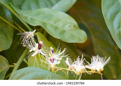 Barringtonia Racemosa, Yakooroo Also Known As China Pine, Powder Puff Tree, Hijalna