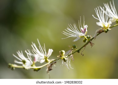 Barringtonia Racemosa, Yakooroo Also Known As China Pine, Powder Puff Tree, Hijalna